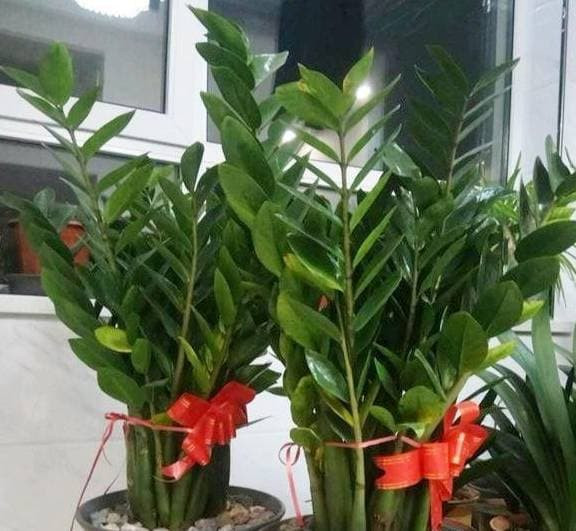 6 loai hoa chiu han tot nhat deu co 