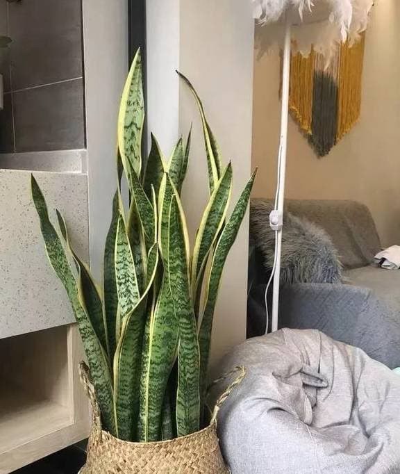 6 loai hoa chiu han tot nhat deu co 