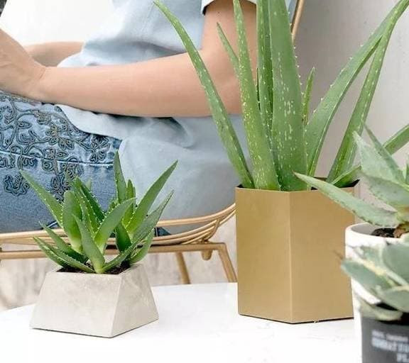 6 loai hoa chiu han tot nhat deu co 