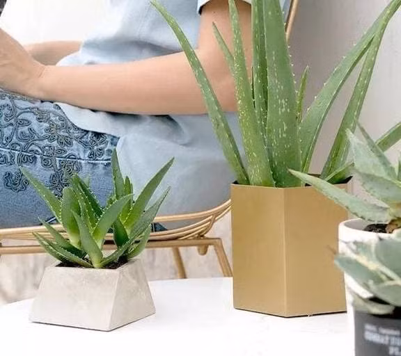 6 loai hoa chiu han tot nhat deu co 