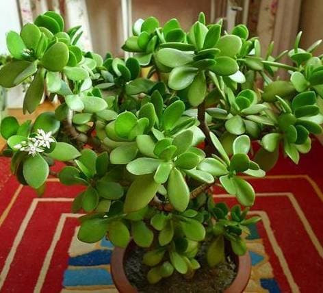 6 loai hoa chiu han tot nhat deu co 