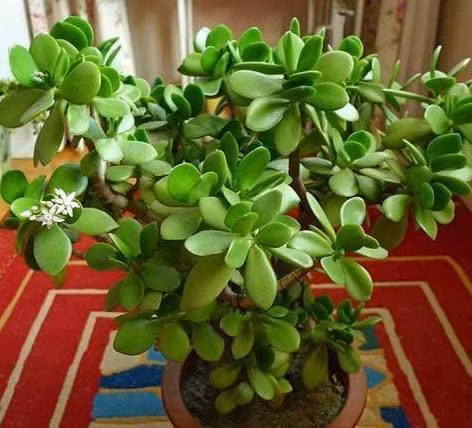 6 loai hoa chiu han tot nhat deu co 