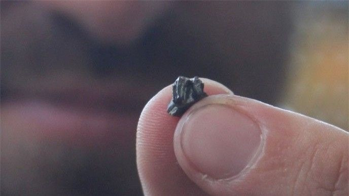 Hóa thạch họ hàng thú mỏ vịt cổ đại có thể lật lại lịch sử? ảnh 2