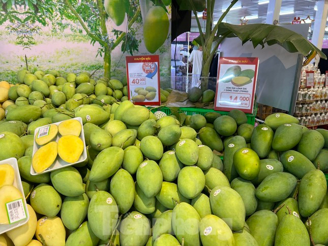 Giá xoài cát Hòa Lộc chỉ 40.000 đồng/kg...