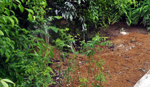 Nơi xảy ra vụ án mạng đau lòng, con tâm thần giết bố