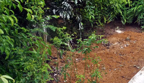 Nơi xảy ra vụ án mạng đau lòng, con tâm thần giết bố