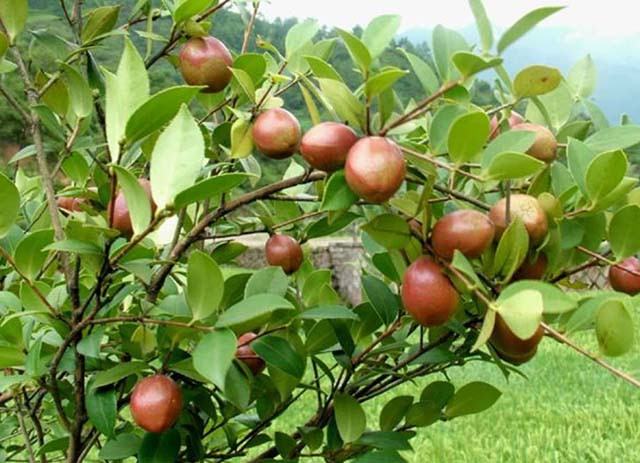 Những quả màu đỏ này rất phổ biến ở nông thôn Trung Quốc, khi nở hoa sẽ trắng xóa một vùng, nó không phải là một loại trái cây để ăn mà người nông dân thường sử dụng để ép thành dầu. Người ta gọi đó là "vàng lỏng", rất ít người biết đến loại quả này vì hầu hết chỉ sử dụng lá của nó. Đó chính là quả của cây chè đắng, thường mọc hoang trên núi.