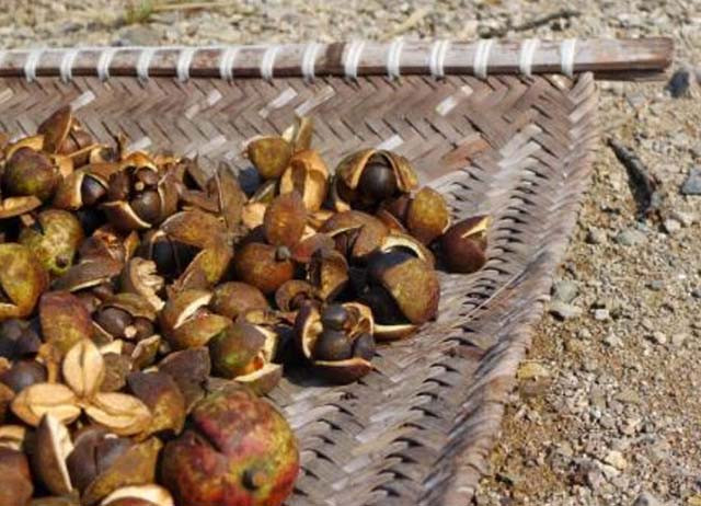 Khi hạt trà khô hoàn toàn, các chất hữu cơ như tinh bột, đường có thể chuyển đổi thành dầu và chất béo. Liên tục sấy khô trong 1 hoặc vài tháng, hàm lượng dầu của hạt trà sẽ tăng lên và người ta bắt đầu ép nó để chiết xuất thành dầu.