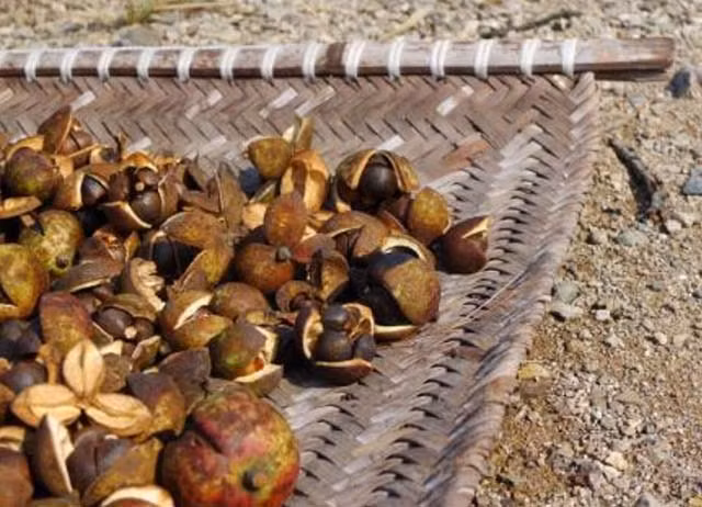 Khi hạt trà khô hoàn toàn, các chất hữu cơ như tinh bột, đường có thể chuyển đổi thành dầu và chất béo. Liên tục sấy khô trong 1 hoặc vài tháng, hàm lượng dầu của hạt trà sẽ tăng lên và người ta bắt đầu ép nó để chiết xuất thành dầu.