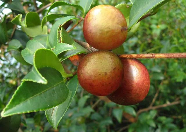 Vào mùa thu, cây trà (cây chè) sẽ cho ra rất nhiều quả, khi chúng già và rụng xuống đất, người ta sẽ thu lượm sau đó đem về nhà. Những quả chưa chín hẳn sẽ được ủ khoảng 1 tuần, sau đó đem phơi khô hoàn toàn. Sau 3,4 ngày, vỏ của quả trà sẽ tự động nứt ra, để lộ những hạt màu đen bên trong, sau khi bóc vỏ, tiếp tục phơi khô hạt. 