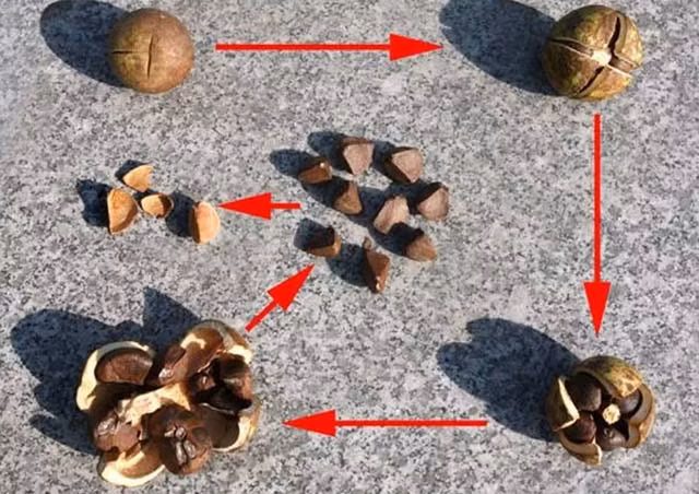 Dầu hạt trà tốt ngang ngửa dầu ô liu. Quá trình chế biến cũng rất phức tạp và tốn thời gian. 1 giỏ hạt trà chỉ làm ra được 500ml dầu, thế nên nó được người ta ví như "vàng lỏng". 500ml dầu hạt trà có thể bán với giá hàng trăm đô la.