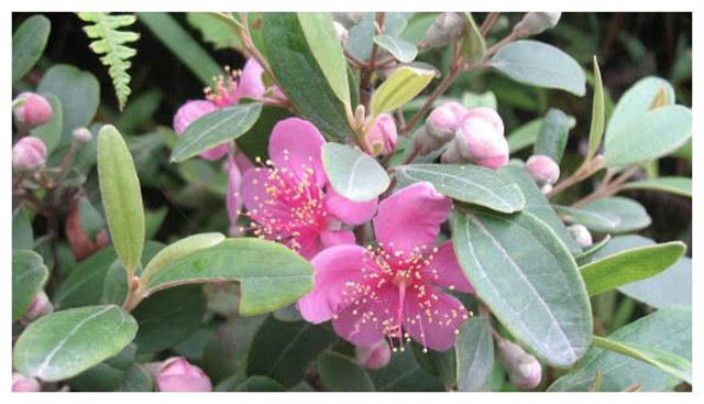 Đối với người Trung Quốc, sim là loại trái cây chỉ có ở vùng nông thôn. Người lớn mỗi lần nhìn thấy sim đều nhớ về tuổi thơ của mình.