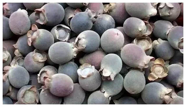 Không chỉ là loại quả vặt, một loại thảo dược tốt mà cây sim còn được nhiều người coi yêu thích bởi vẻ ngoài, nó có giá trị trang trí làm cây cảnh rất cao trong mắt một số người.