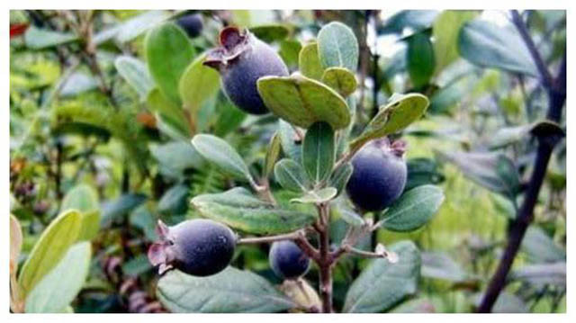 Sim có hương vị rất lạ, những trái sim tím thẫm, bên ngoài phủ lên lớp lông mịn, cắn một miếng, người ta cảm giác có vị chát ngọt đọng lại trên lưỡi, càng chín mềm thì càng ngọt sâu, cứ ăn hoài ăn mãi mà chẳng hề thấy chán.