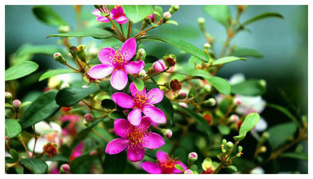 Sim là loại cây thường mọc ở đồi núi, trong rừng tự nhiên, nơi có độ ẩm cao, phân bố chủ yếu ở khu vực Đông Nam Á.