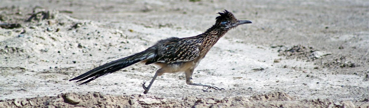 Gà lôi đuôi dài - cao chưa đầy 1m và nặng khoảng nửa cân. Tại thung lũng chết, nó là một trong những loài động vật hoang dã phổ biến nhất. Sở dĩ nó có thể sống được ở đây là nhờ thân nhiệt cao giúp nó ra ngoài trong cái nóng ban ngày. Nếu muốn ngắm những chú gà lôi đuôi dài này nên đến Furnace Creek, chúng thường vào ốc đảo này để uống nước và tránh nắng.