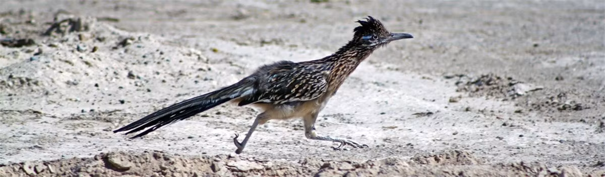 Gà lôi đuôi dài - cao chưa đầy 1m và nặng khoảng nửa cân. Tại thung lũng chết, nó là một trong những loài động vật hoang dã phổ biến nhất. Sở dĩ nó có thể sống được ở đây là nhờ thân nhiệt cao giúp nó ra ngoài trong cái nóng ban ngày. Nếu muốn ngắm những chú gà lôi đuôi dài này nên đến Furnace Creek, chúng thường vào ốc đảo này để uống nước và tránh nắng.