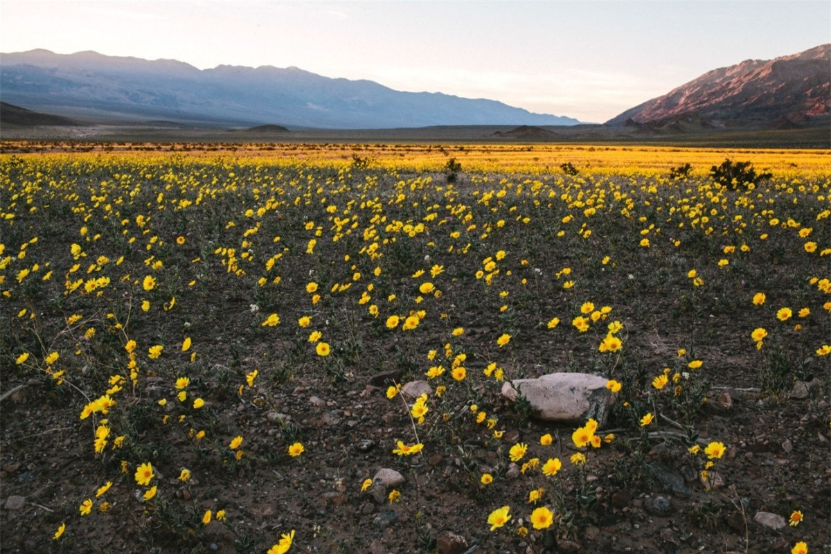 Hoa dã quỳ - sự sống trên sa mạc. Trái với tên gọi của nó, thung lũng chết trở nên sống động với màu sắc và sự sống trỗi dậy vào mùa xuân. Công viên nổi tiếng với những bông hoa dại đẹp quý hiếm. Khi điều kiện thời tiết phù hợp, những ngọn đồi và thung lũng “bùng nở” tạo thành một thảm hoa vàng, tím, hồng hay trắng. Mưa càng nhiều thì bức tranh sa mạc hoa lại càng hoàn hảo. Đầu tiên, chỉ cần một lượng mưa vừa đủ để rửa trôi chất ức chế nảy mầm trong hạt. Sau đó để cây tiếp tục phát triển, phải có mưa nhiều liên tục trong suốt mùa đông và mùa xuân. Mùa hoa nở rộ tại công viên thung lũng chết chỉ diễn ra trong thời gian ngắn, nhưng để lại ấn tượng lâu dài với du khách và thu hút số lượng lớn côn trùng thụ phấn như bướm, chim ruồi và ong.