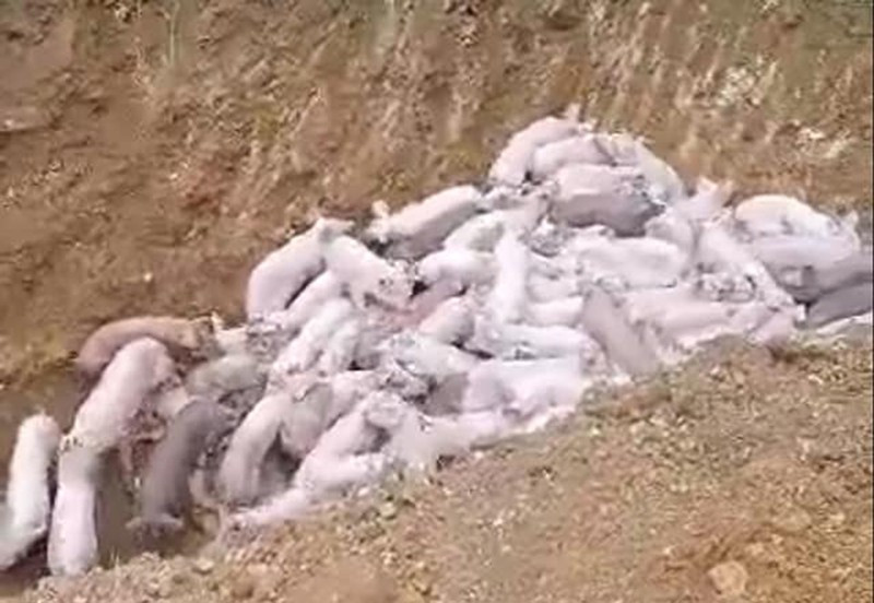 Truy tim nguoi vut 100 con heo xuong duong