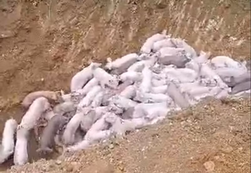 Truy tim nguoi vut 100 con heo xuong duong