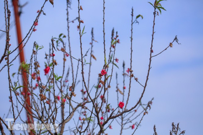 Đào nở sớm trước hai tháng, bắt đầu xuống phố đón Tết Dương lịch - Hình 10 Dao no som truoc hai thang, bat dau xuong pho don Tet Duong lich-Hinh-10