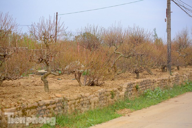 Đào nở sớm trước hai tháng, bắt đầu xuống phố đón Tết Dương lịch - Hình 6 Dao no som truoc hai thang, bat dau xuong pho don Tet Duong lich-Hinh-6