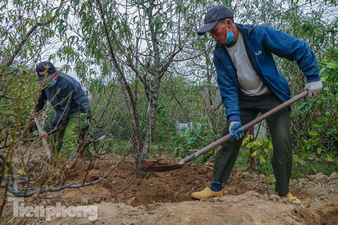 Đào nở sớm trước hai tháng, bắt đầu xuống phố đón Tết Dương lịch - Hình 7 Dao no som truoc hai thang, bat dau xuong pho don Tet Duong lich-Hinh-7