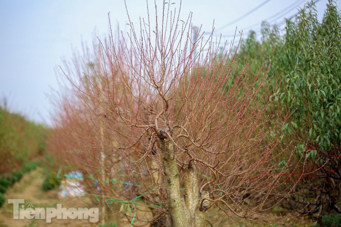 Đào nở sớm trước hai tháng, bắt đầu xuống phố đón Tết Dương lịch - Hình 14 Dao no som truoc hai thang, bat dau xuong pho don Tet Duong lich-Hinh-14
