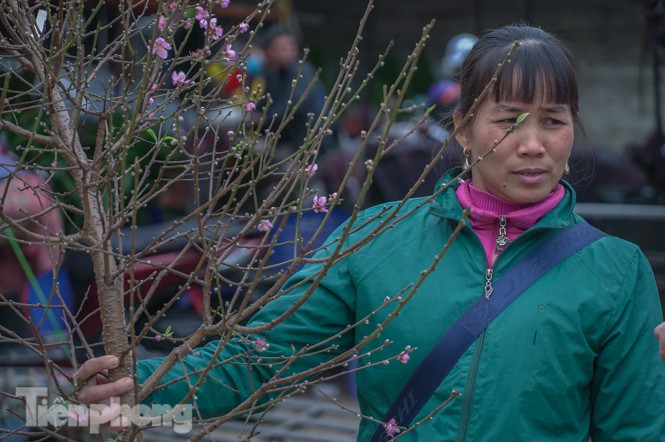 Đào nở sớm trước hai tháng, bắt đầu xuống phố đón Tết Dương lịch - Hình 2 Dao no som truoc hai thang, bat dau xuong pho don Tet Duong lich-Hinh-2