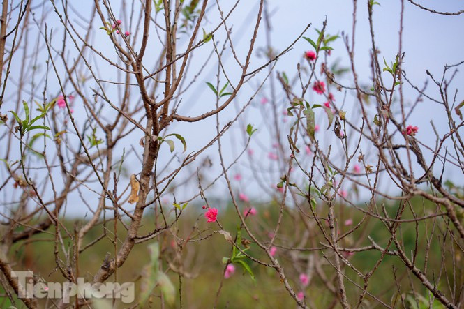 Đào nở sớm trước hai tháng, bắt đầu xuống phố đón Tết Dương lịch - Hình 9 Dao no som truoc hai thang, bat dau xuong pho don Tet Duong lich-Hinh-9