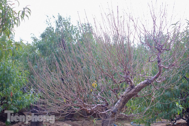 Đào nở sớm trước hai tháng, bắt đầu xuống phố đón Tết Dương lịch - Hình 13 Dao no som truoc hai thang, bat dau xuong pho don Tet Duong lich-Hinh-13