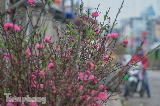 Đào nở sớm trước hai tháng, bắt đầu xuống phố đón Tết Dương lịch - Hình 3 Dao no som truoc hai thang, bat dau xuong pho don Tet Duong lich-Hinh-3