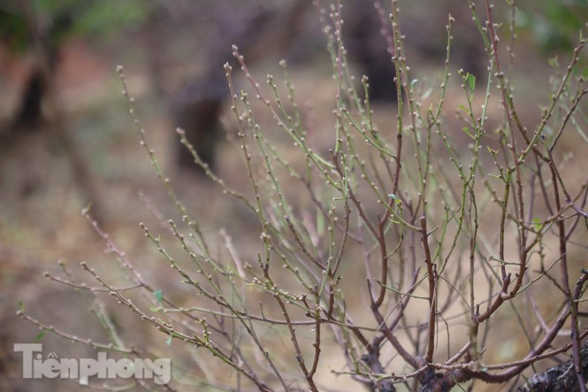 Đào nở sớm trước hai tháng, bắt đầu xuống phố đón Tết Dương lịch - Hình 12 Dao no som truoc hai thang, bat dau xuong pho don Tet Duong lich-Hinh-12