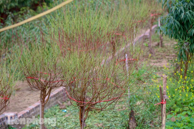 Đào nở sớm trước hai tháng, bắt đầu xuống phố đón Tết Dương lịch - Hình 11 Dao no som truoc hai thang, bat dau xuong pho don Tet Duong lich-Hinh-11