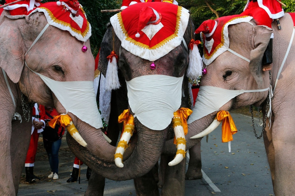 Những con voi cũng được đội mũ ông già Noel và đeo chiếc khẩu trang "đúng trend". Ảnh: Chaiwat Subprasom.