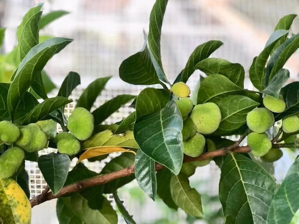 Loại quả xưa cho không ai lấy giờ chị em mua với giá đắt - Hình 5 Loai qua xua cho khong ai lay gio chi em mua voi gia dat-Hinh-5