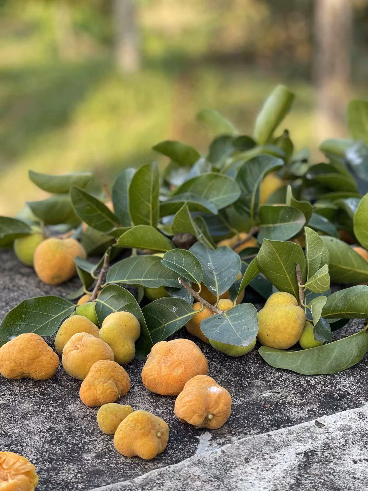 Loại quả xưa cho không ai lấy giờ chị em mua với giá đắt - Hình 4 Loai qua xua cho khong ai lay gio chi em mua voi gia dat-Hinh-4