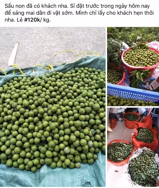 Sau non dat hon trai cay nhap khau, tieu thuong “hot bac“-Hinh-5