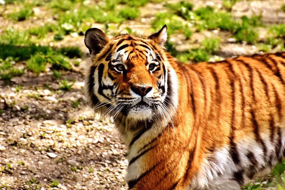 Bước sang tháng 12 Âm lịch, người tuổi Dần có sao tốt chiếu mệnh nên thoát khỏi vận xui, mở cửa đón vận may.