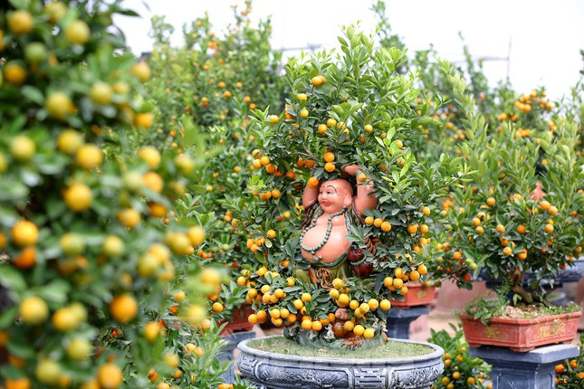 Tết Nguyên Đán ngày một đến gần, các chủ nhà vườn càng tất bật với công việc bón cây, chăm quả để phục vụ người dân chơi Tết.