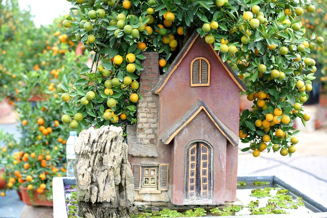 Những cây quất cảnh nghệ thuật phong thuỷ như thế này luôn được du khách chờ đợi được chiêm ngưỡng.