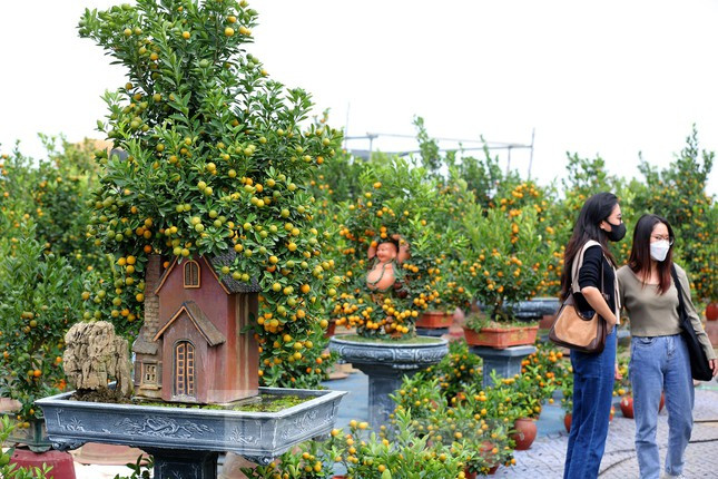 Du khách thích thú khi đi tham quan, lựa chọn những chậu cây phong thuỷ của nhà vườn.