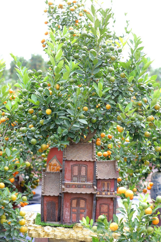 Theo chị Linh - chủ một vườn quất cảnh phong thuỷ lớn ở làng Tứ Liên cho biết: “Tuy vẫn còn gần 1 tháng nữa mới đến Tết nhưng cũng đã có khá nhiều người vào đây để tìm mua quất về chơi sớm”.