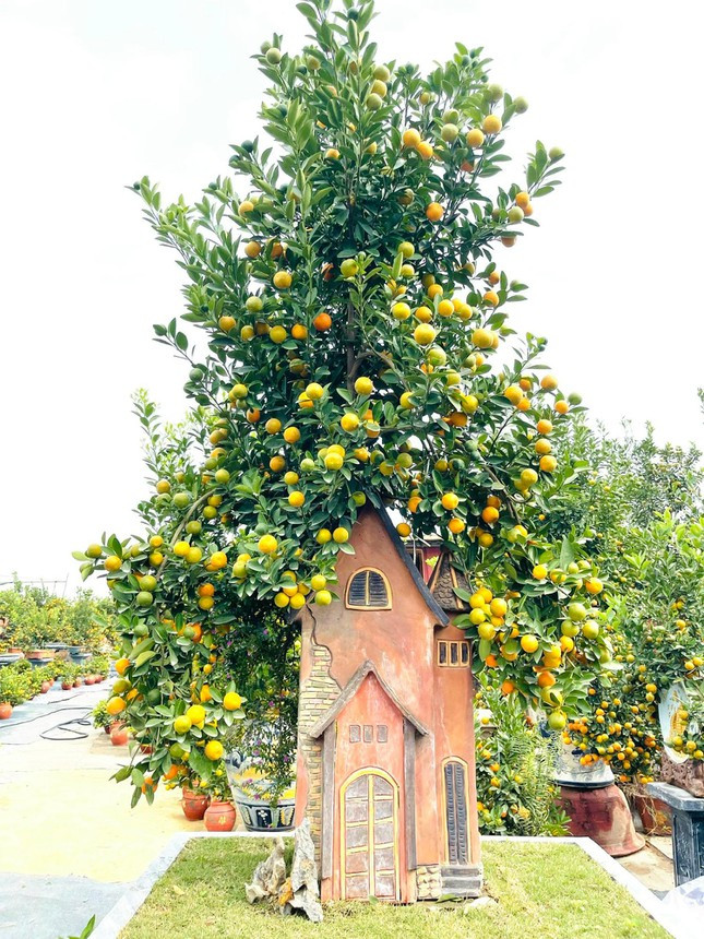 Những chậu cây quất phong thuỷ độc đáo như thế này có giá bán từ 10 đến 15 triệu đồng tuỳ mẫu mã, chủng loại.