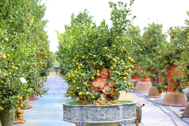 Càng cận Tết sẽ càng có thêm nhiều người dân tìm về làng quất Tứ Liên để "săn" bằng được những chậu quất bon sai đẹp, có dáng độc, hợp phong thủy để chào đón năm mới.