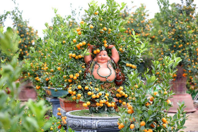 Toàn cảnh vườn quất bonsai phong thuỷ độc đáo của nhà vườn Lực Hương ở phường Tứ Liên, quận Tây Hồ.