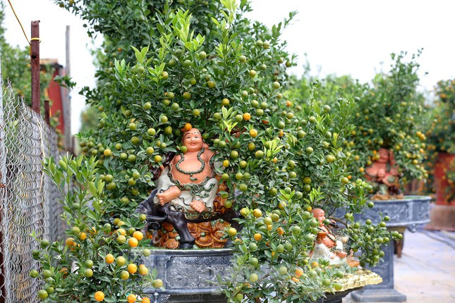 Mỗi tác phẩm quất bonsai nghệ thuật được chủ nhân gửi gắm nhiều tâm sức, ý tưởng từ khi bắt đầu gieo trồng.