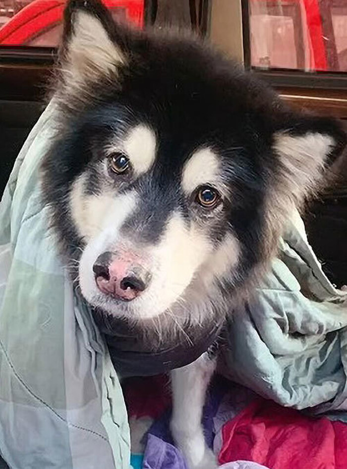 Video: Cho hap hoi van co vay tay chao chu nhan