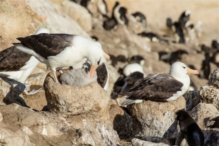 Lan song “ly hon” o chim hai au lai co nguyen nhan bat nguon tu day-Hinh-4