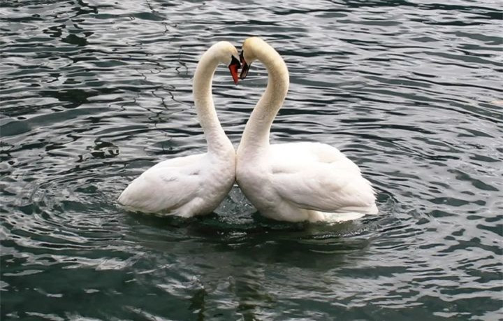 Lan song “ly hon” o chim hai au lai co nguyen nhan bat nguon tu day-Hinh-2